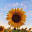 a close up of a sunflower