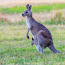 a kangaroo with a baby kangaroo in its pouch