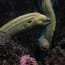 a green eel swimming in the water