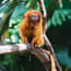 a monkey sitting on a branch