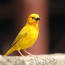 a yellow bird standing on a rock