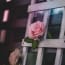 a pink rose on a white ladder