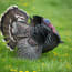 a turkey standing in grass