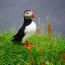 a bird standing on grass