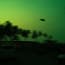 a blurry image of a bird flying over a group of palm trees