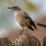 a bird standing on a fence post