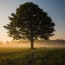 a tree in a field with a bench