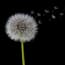 a dandelion flower with seeds flying away