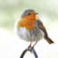 a bird standing on a branch