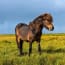 a horse standing in a field