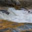 a group of fish jumping out of a river