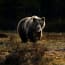 a bear walking in the woods