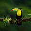 a bird with a colorful beak on a branch