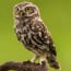 a owl on a branch