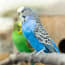 a blue and white bird on a branch