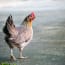 a chicken standing on a concrete surface