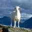 a white goat standing on a rock