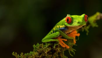 a green frog on a branch