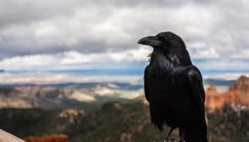 a black bird standing on a rock