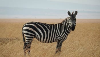 a zebra standing in a field