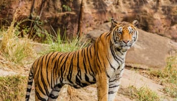 a tiger standing in grass