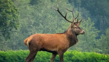 a deer with antlers walking in grass