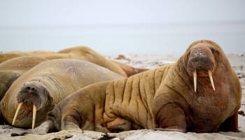 a group of sea lions lying on sand