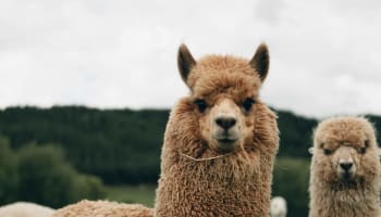 a close up of an alpaca