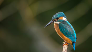 a bird perched on a branch