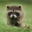 a raccoon in the grass