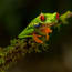 a green frog on a branch