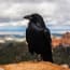 a black bird standing on a rock