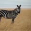 a zebra standing in a field