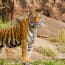 a tiger standing in grass