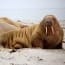 a group of sea lions lying on sand