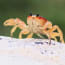 a crab on a rock