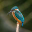 a bird perched on a branch