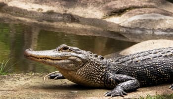 a crocodile lying on the ground