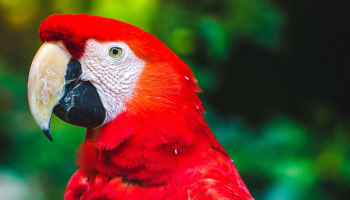 a close up of a red parrot
