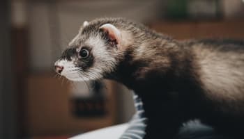 a ferret standing on a blanket