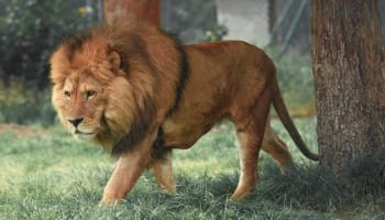 a lion walking in the grass