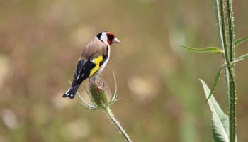 a bird standing on a plant