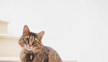 a cat sitting on a chair