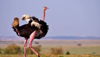 a large bird with long neck and pink legs walking in a grassy field