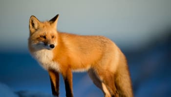 a fox standing on a snowy hill