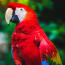 a close up of a red parrot