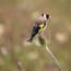 a bird standing on a plant