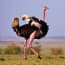 a large bird with long neck and pink legs walking in a grassy field