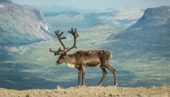 a reindeer with antlers standing on a mountain
