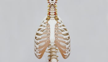 a skeleton of a human body